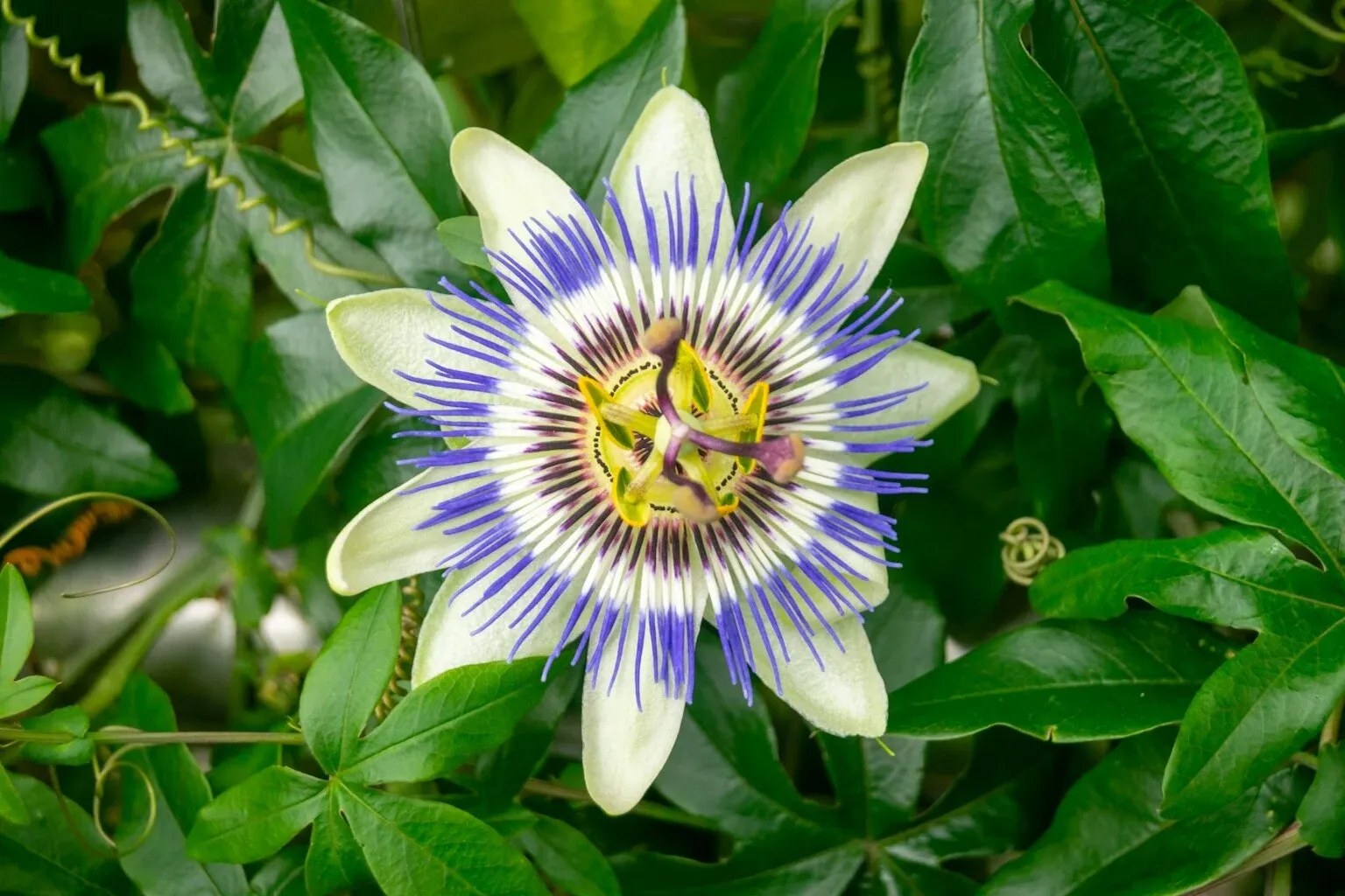 Passion flower